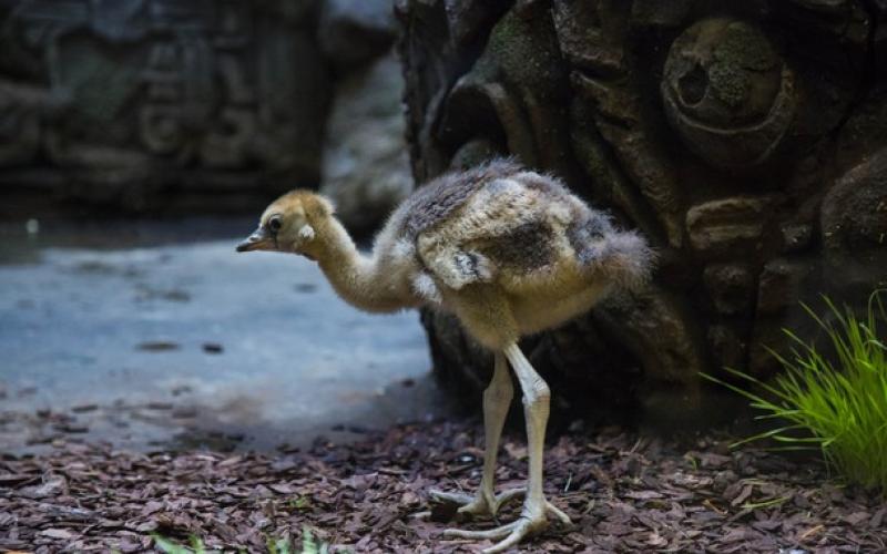 Гости Московского зоопарка смогут увидеть птенца венценосных журавлей