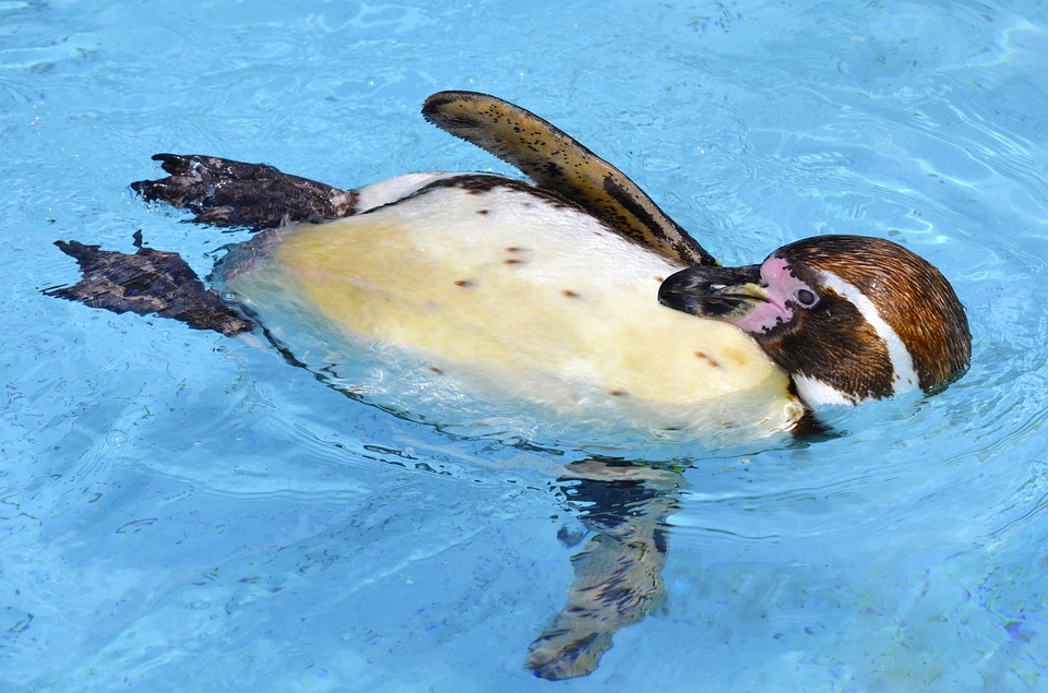 Птенцы пингвинов Гумбольдта появились в Московском зоопарке