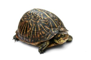 Коробчатая черепаха - гостья из Мексики