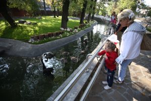 Пеликаны и бакланы вышли из зимних павильонов Московского зоопарка. Фото: «Вечерняя Москва»