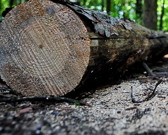 Пенсионерку спасли из-под упавшего дерева на севере Москвы