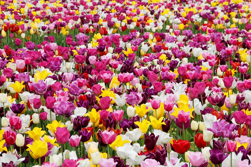 Первые тюльпаны под открытым небом расцвели в «Аптекарском огороде»