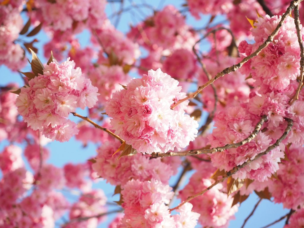«Аптекарский огород» отметит начало цветения сакуры