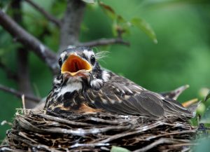 1 апреля начинается период, когда птицы занимаются обустройством гнезд, откладывают яйца и высиживают птенцов. Фото: pixabay.com