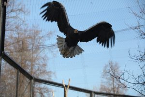 Московский зоопарк вводит скидки для посетителей с «птичьими» фамилиями