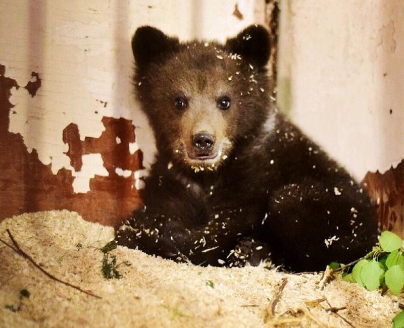 Жителям Москвы могут запретить содержание в квартирах бурых медведей и енотов