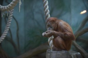 На видео можно понаблюдать за жизнью животных в вольерах зоопарка. Фото: Александр Казаков