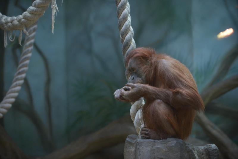 Московский зоопарк записал панорамные ролики о животных