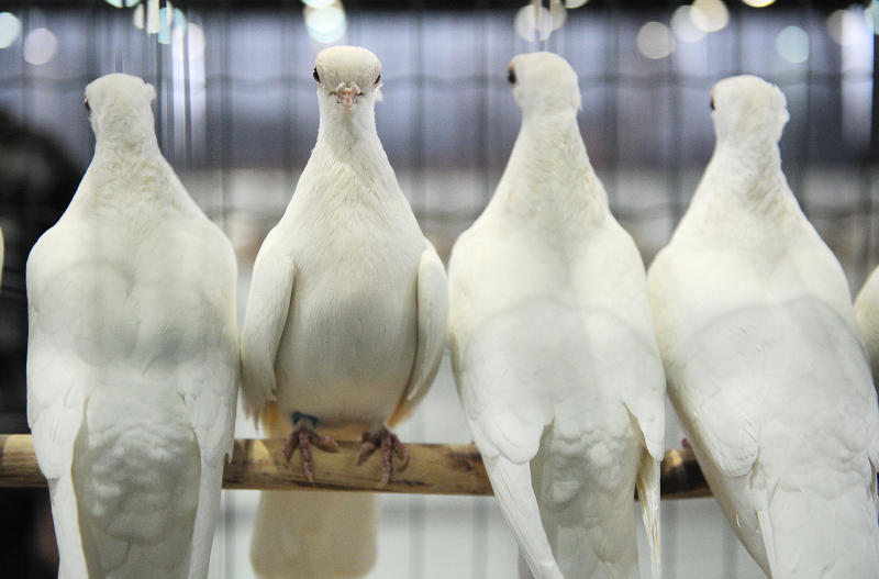 Московский зоопарк подсчитал «птичьи фамилии» москвичей