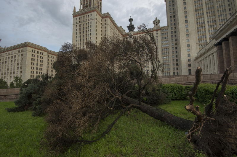 Улицы Москвы расчистили от поваленных деревьев