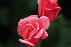 В столице пройдет праздник розы. Фото: pixabay.com