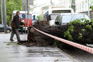 29 мая в городе рухнули десятки деревьев. Фото: Максим Аносов