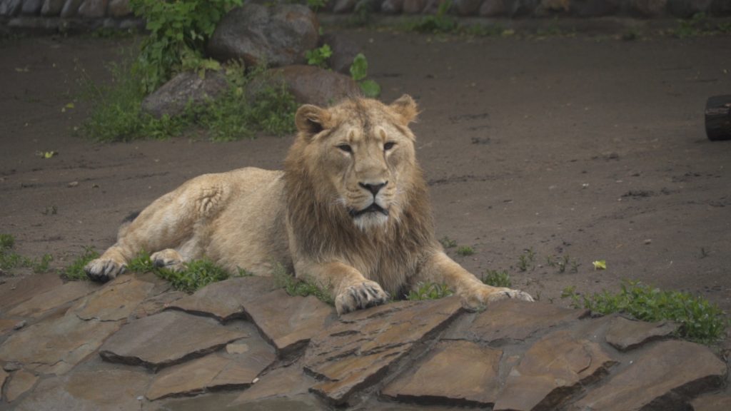 16 июня 2017 года. Азиатский лев по кличке Кувам отдыхает в своем вольере