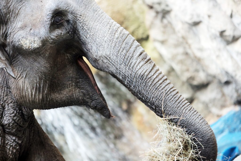 Слоненок родился в Московском зоопарке