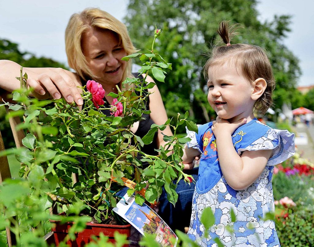Новый сорт розы «Москва» представили на Международном фестивале садов и цветов