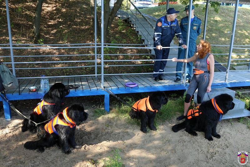 МЧС Москвы удвоит штат собак-спасателей