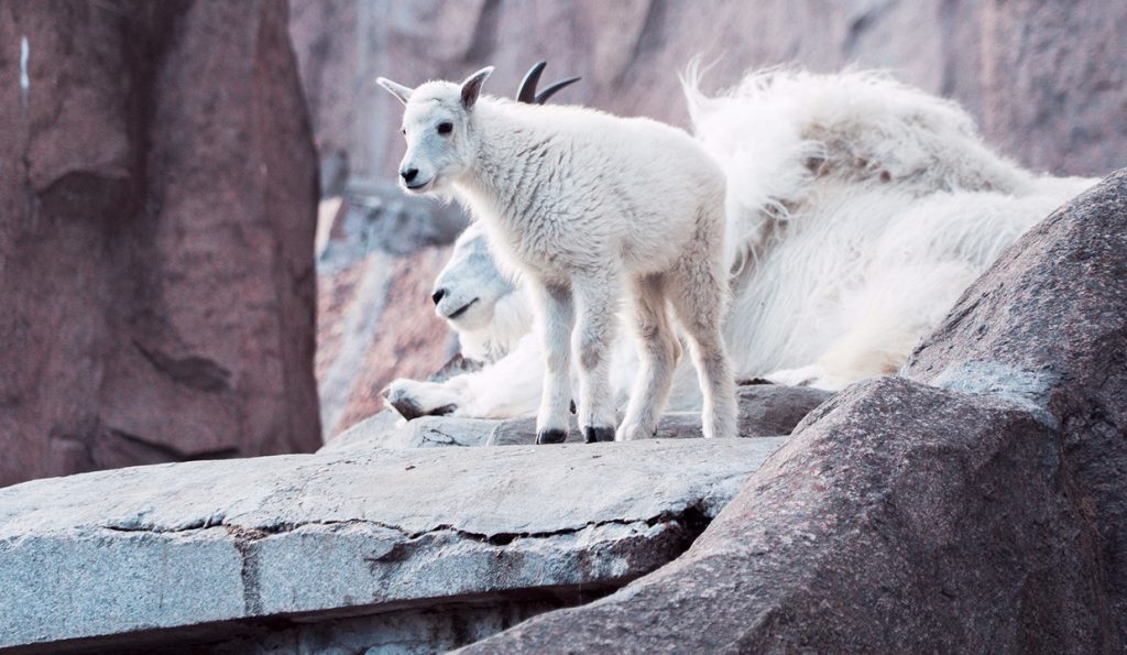 Детеныш появился у снежных коз из Московского зоопарка