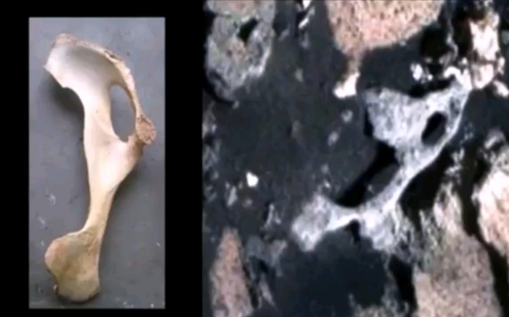 Уфологи NASA обнаружили кости марсиан