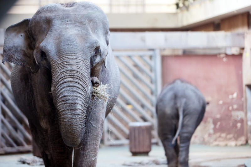 Всемирный день защиты слонов в зоопарках отметят в Москве