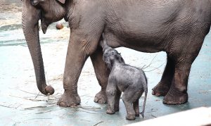 Сейчас слоненок чаще всего находится рядом с матерью. Фото: mos.ru
