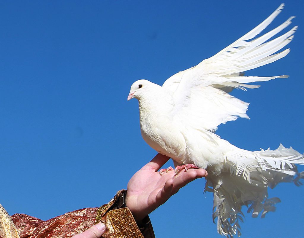 Московское метро запретило кормить голубей