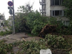 От предыдущего шторма пострадали 2,5 тысячи деревьев. Фото: Иван Юрченко, «Вечерняя Москва»
