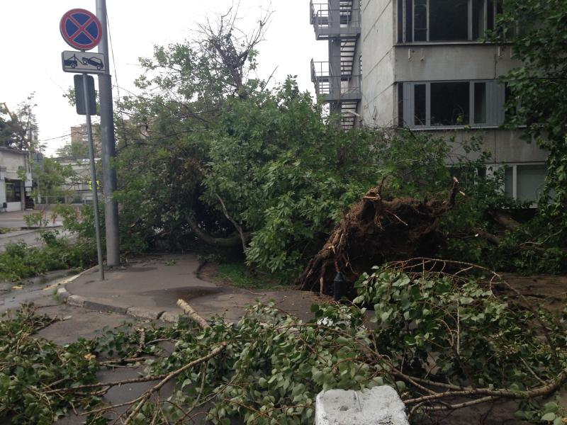 От предыдущего шторма пострадали 2,5 тысячи деревьев. Фото: Иван Юрченко, "Вечерняя Москва"