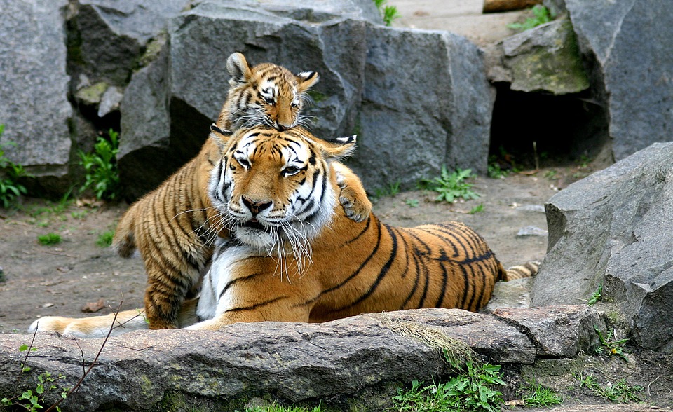 Четыре тигренка появились на свет в Московском зоопарке