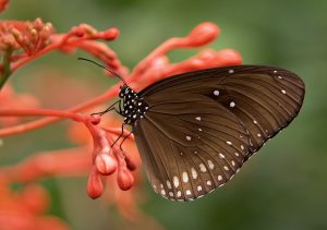 В будущем посетители инсектария смогут понаблюдать за жизнью кузнечиков, светлячков и тропических бабочек. Фото: pixabay.com