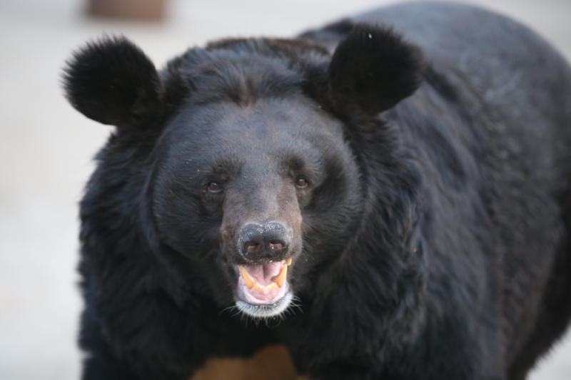 Гости Московского зоопарка увидят публичное кормление медведя и шакала