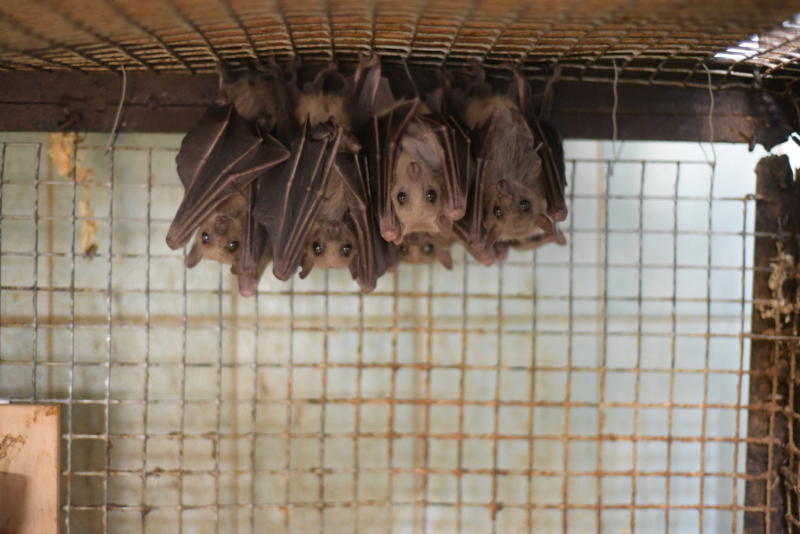 Центр помощи летучим мышам откроют в Московском зоопарке