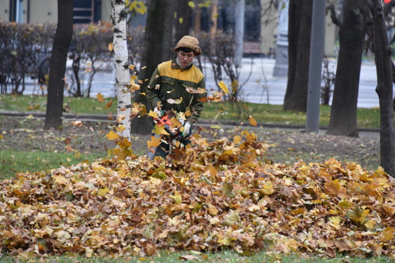 активные граждане» проголосуют, требуется регулярная уборка листьев или необходимо убирать ее после зимы. Фото: "Вечерняя Москва"