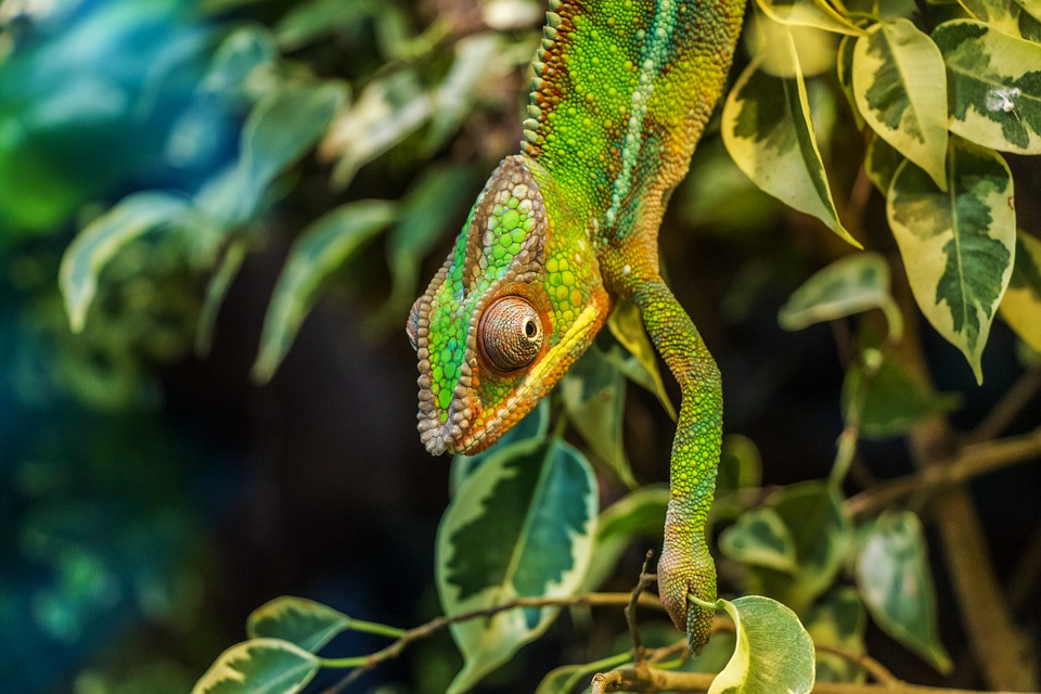 Посетители узнают секреты и причины изменения окраса у представителей фауны. Фото: pixabay.com