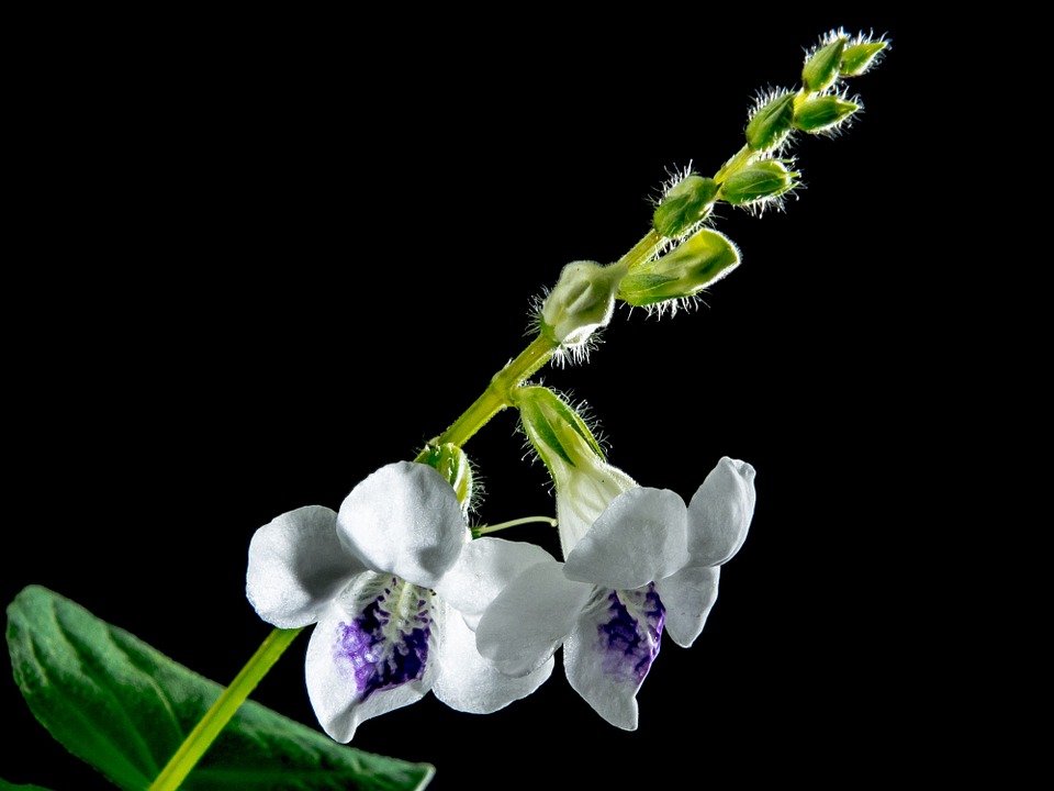 Среди экспонатов — растения с небольшими цветками, которые очень сложно вырастить в домашних условиях. Фото: pixabay.com
