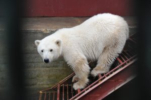 9 октября 2017 года. Медвежонок в зоопитомнике под Волоколамском. Фото: Светлана Колоскова
