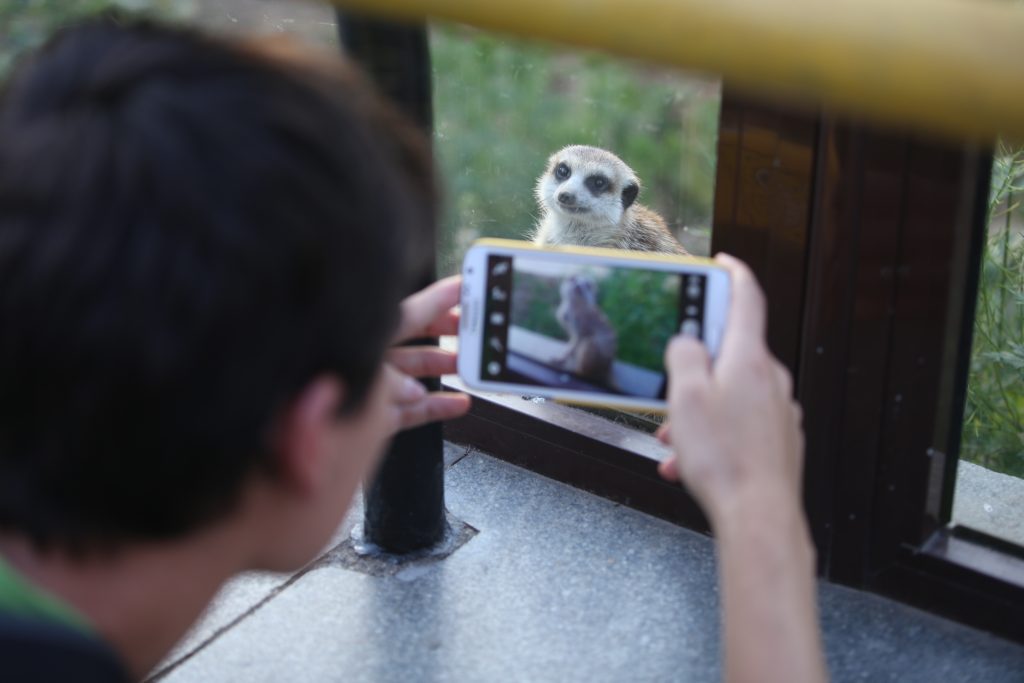 Правильно фотографировать животных научат в Московском зоопарке