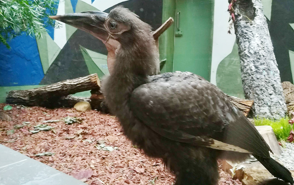 Птенец кафрского рогатого ворона родился в Московском зоопарке