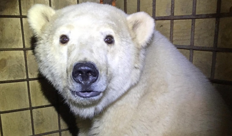 Московский зоопарк приютил белого медвежонка из Якутии