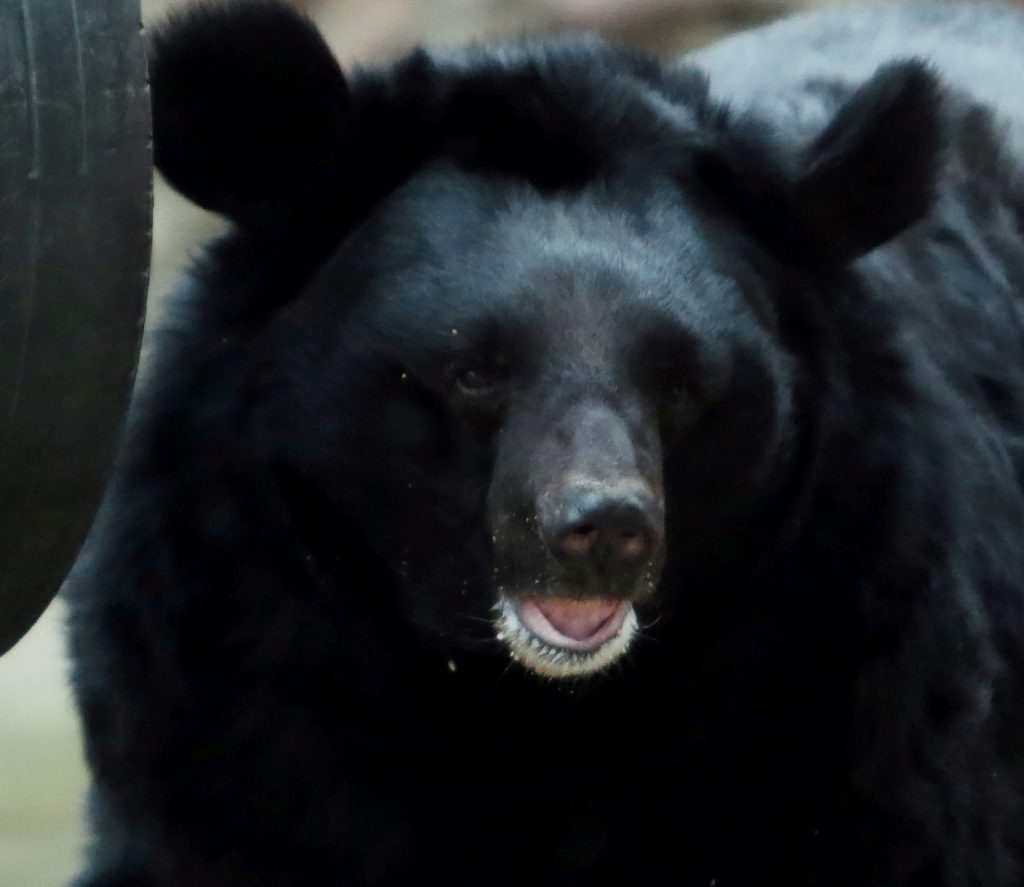 Вороватый медведь украл у сибиряка два ружья