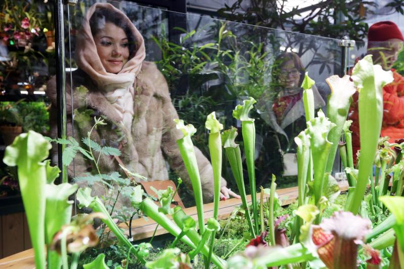 Цветы покажут в рамках подготовки к фестивалю «Тропическая зима», который стартует в конце декабря этого года. Фото: «Вечерняя Москва»
