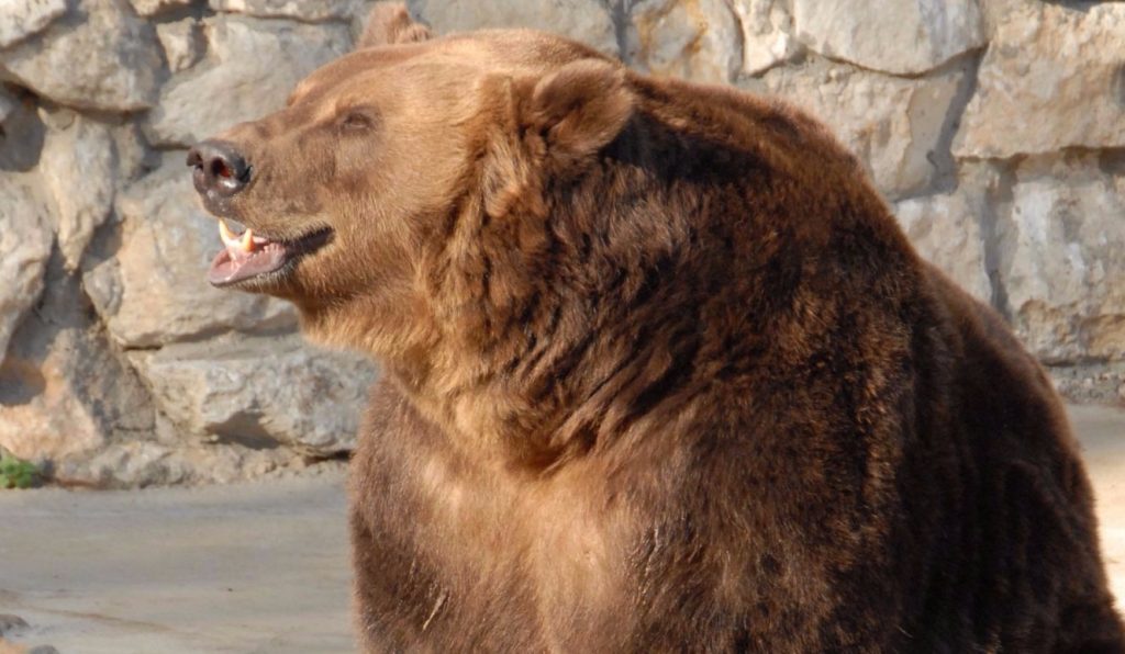 Медведи в Московском зоопарке впали в спячку