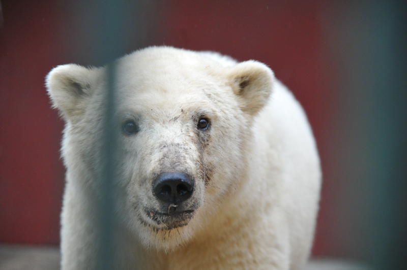 Московский зоопарк в канун Нового года будет работать в укороченном режиме