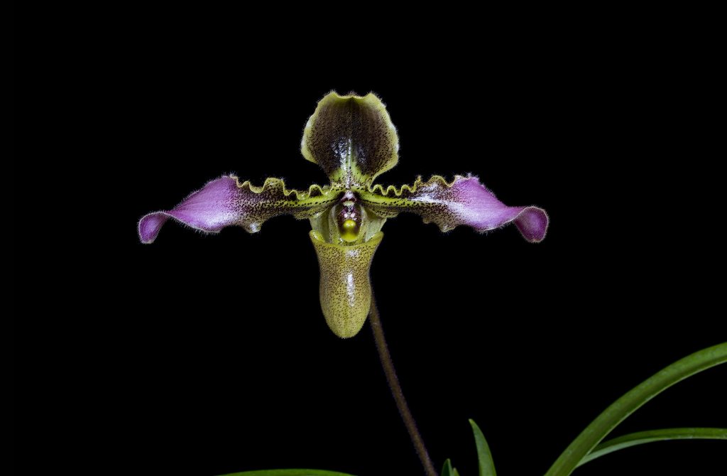 Сад «Аптекарский огород» представит уникальную орхидею Санга