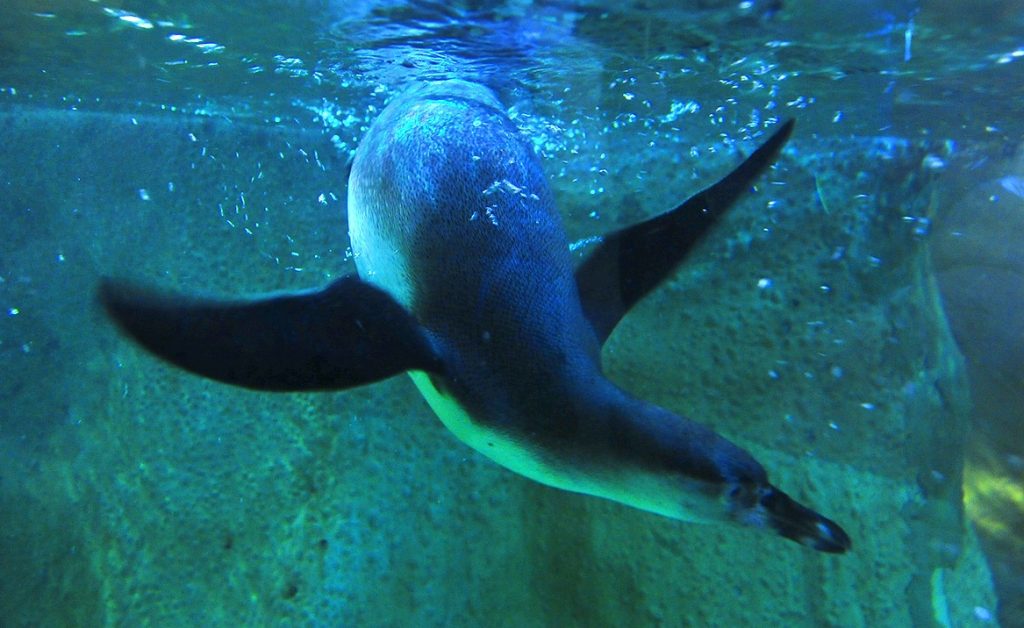 Новыми обитателями Московского зоопарка стали папуанские пингвины