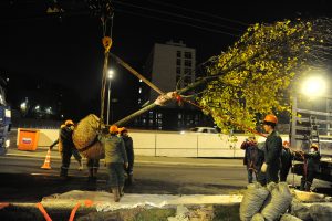 9 ноября 2017 года. Высадка деревьев на Садовом кольце. Фото: Светлана Волоскова