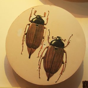 В музее можно увидеть майских жуков. Фото: "Вечерняя Москва"
