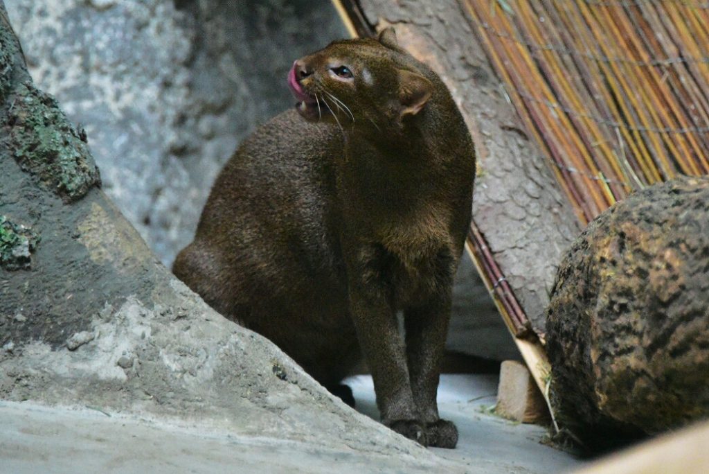 Московский зоопарк устроил «реалити-шоу» с дикими кошками и красными пандами