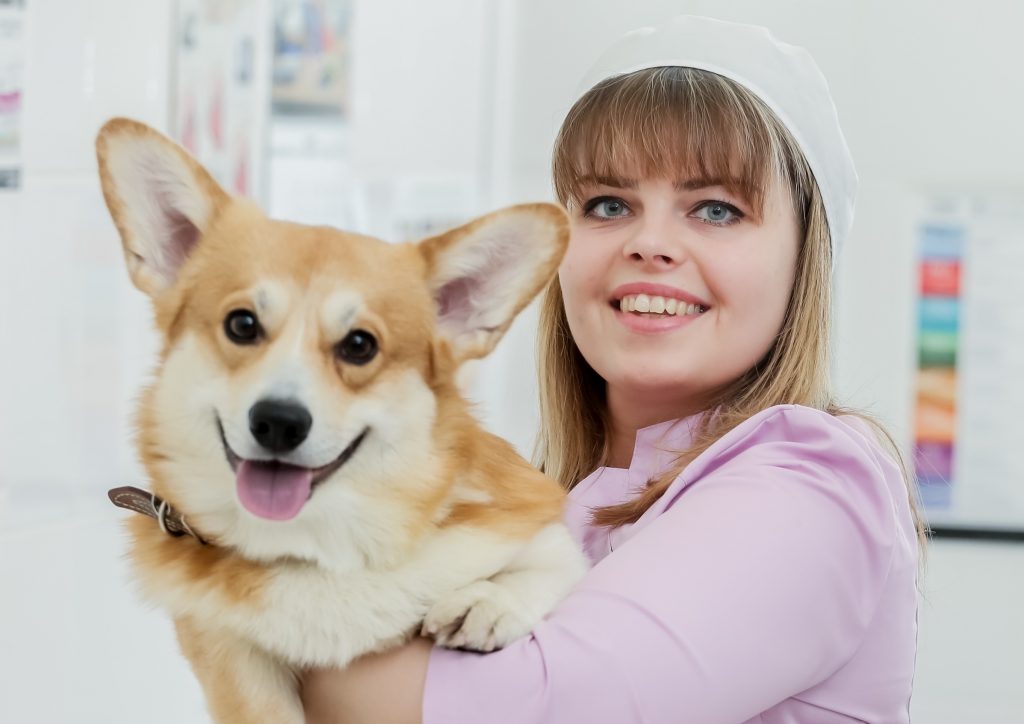 Вакцинация домашних животных: Выбери удобный формат!
