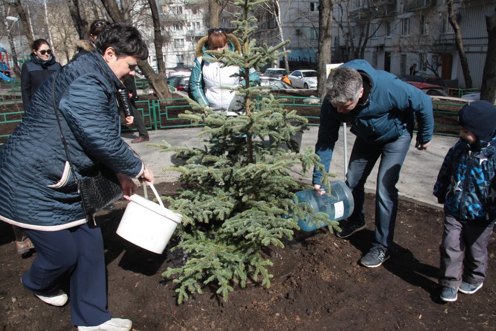 Москвичи проголосовали за виды деревьев для озеленения дворов 