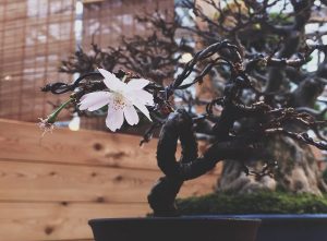 Цветение «крошечной» сакуры можно увидеть в «Аптекарском огороде»
